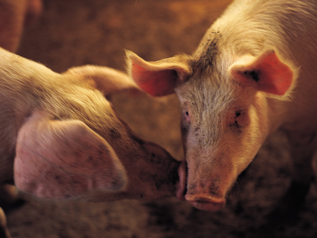 Pork imported into Japan faces a gate price system. (DTN/The Progressive Farmer file photo)